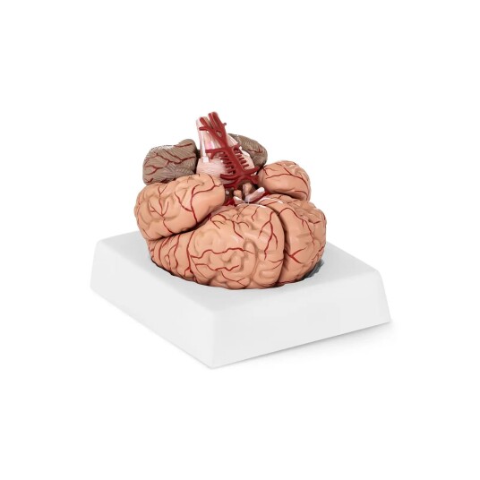 physa Hjerne Anatomisk modell 10040237