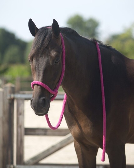 QHP Lead Halter Taugrime - Fuchsia