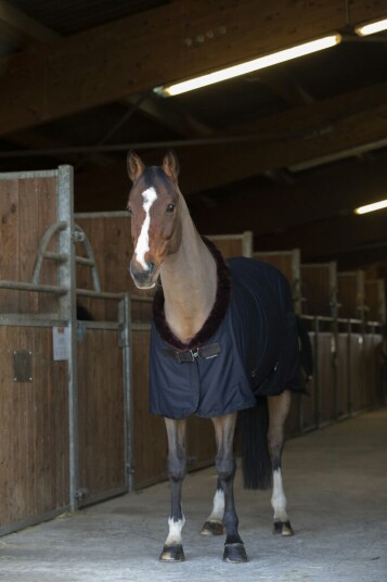 EQUITHEME 'Teddy' Svettedekken Svart/Brun (6'9 - 155 cm)