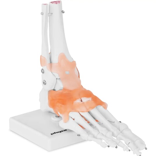 physa Fot - anatomisk modell – med leddbånd og ledd 10040247