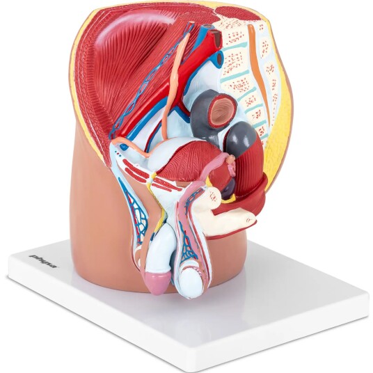 physa Anatomisk modell av mannlig kjønnsorgan - 4 separate deler - originalstørrelse 10040316