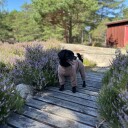 Khaki heldress til hund