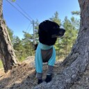 Turkis heldress til hund - Snøbeskyttende dress