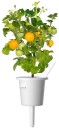 Click and Grow Smart Garden Refill 3-pack Yellow Tomato