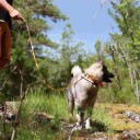 VIP Dogwear Hunting Tracker Pro sele m/håndtak - Str. 0