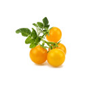 Click and Grow Smart Garden Refill 3-pack Yellow Tomato