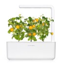 Click and Grow Smart Garden Refill 3-pack Yellow Tomato